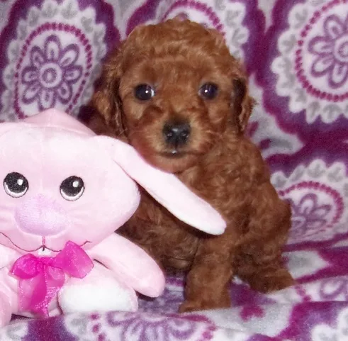Toy poodle puppies