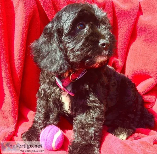 Cockapoo girl