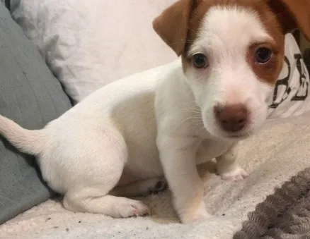 Beautiful true jack russel puppies