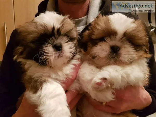 Adorable shihtzu puppies