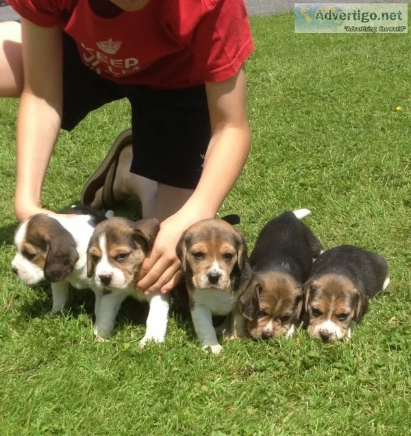 Beagle puppies for sale read soon