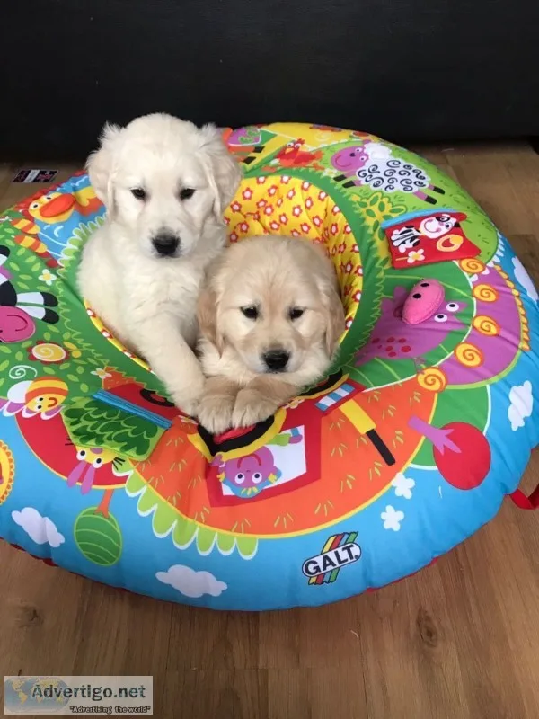 Akc golden retriever puppies