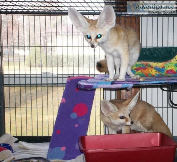 Dwsffs fennec foxes available
