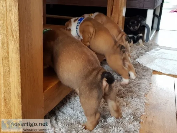 High quility english bulldog puppies ava