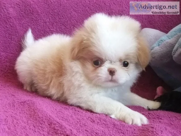 Japanese chin puppies available