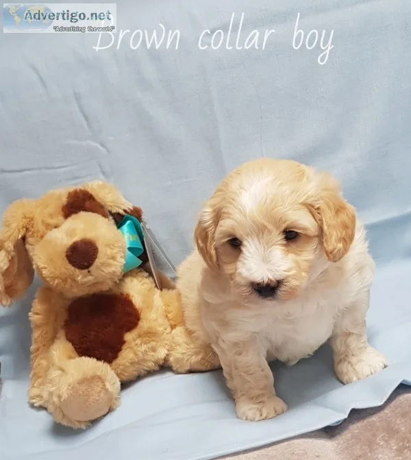 Maltipoo puppies for adoption
