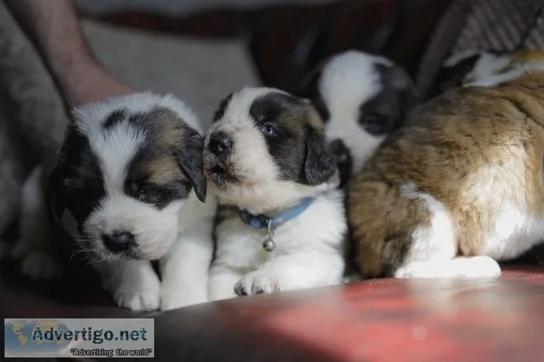 Adorable saint bernard puppies for sale