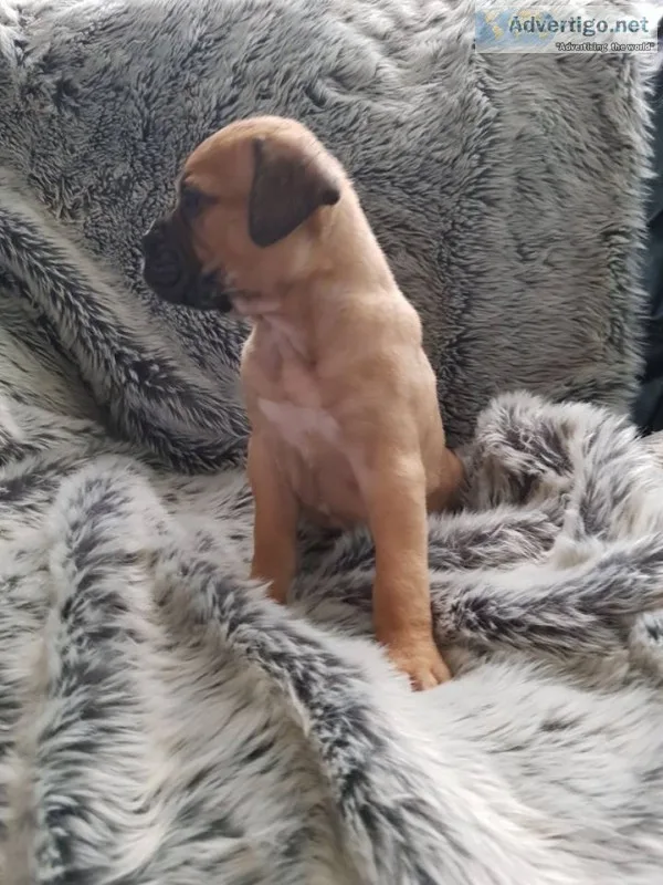 Bullmastiff chunky puppies