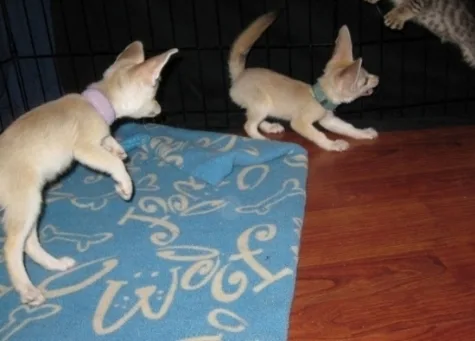 Little but smart fennec foxes