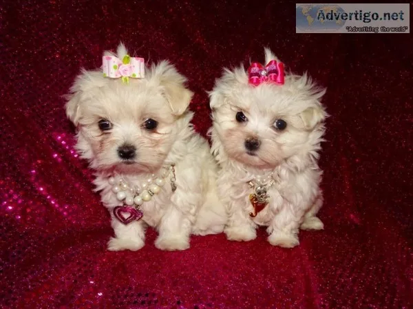 Super adorable maltese puppies