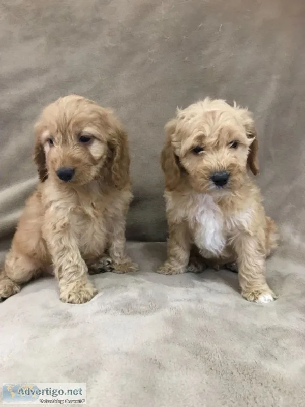 Cockapoo f1 puppies