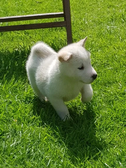 Absolute joyful akita for sale