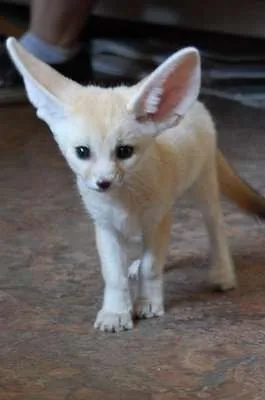  for sale now ready to go  fox 