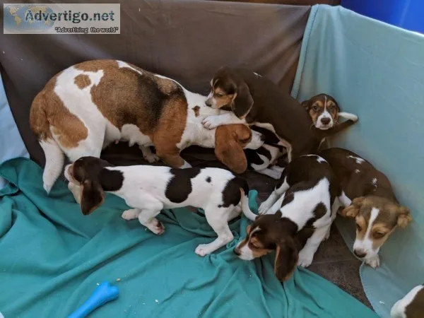 Stunning well bred show type beagle pupp