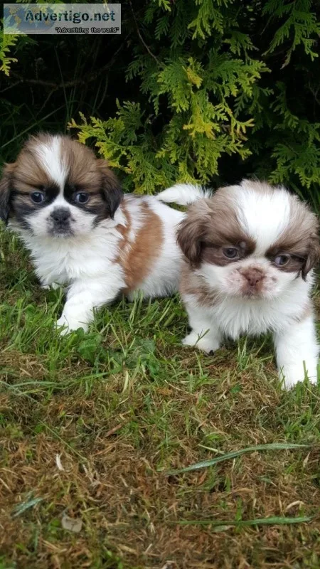 Akc reg imperial dobie shih tzu karashis