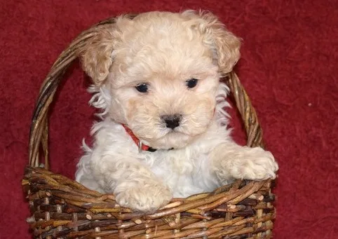 Toy poodle puppies