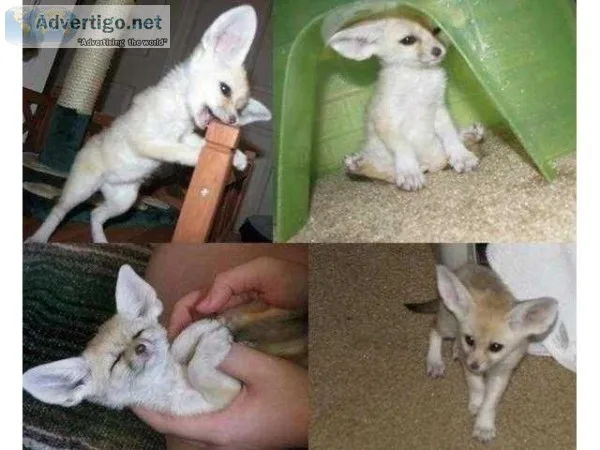 Charming fennec fox for for sale