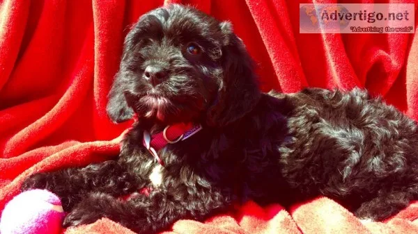 Cockapoo girl