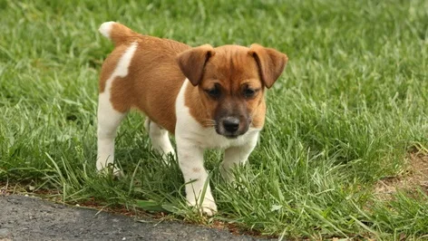 Beautiful true jack russel puppies