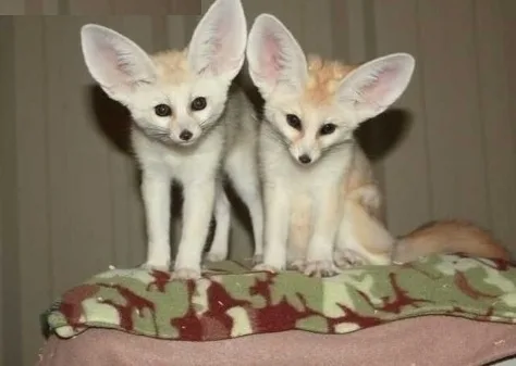 Quality fennec foxes