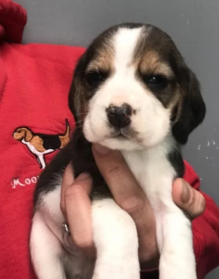 Beagle puppies for sale read soon