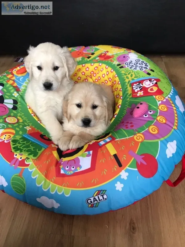 Akc golden retriever puppies
