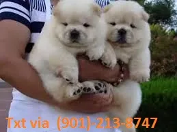 Outstanding chow chow puppies availab