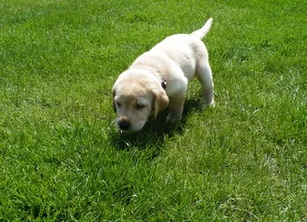 Sweet labrador puppies