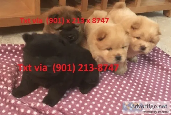 Cute chow chow puppies available