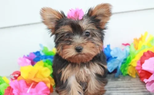 12 weeks old yorkie puppies
