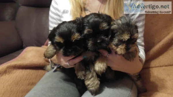 Teacup shorkie (shih tzu/yorkie) puppies