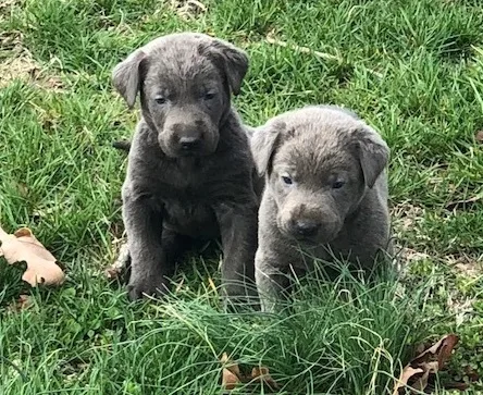 Sweet labrador puppies