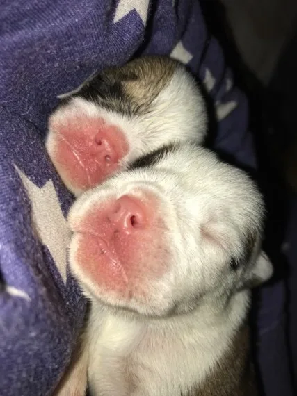 Pet