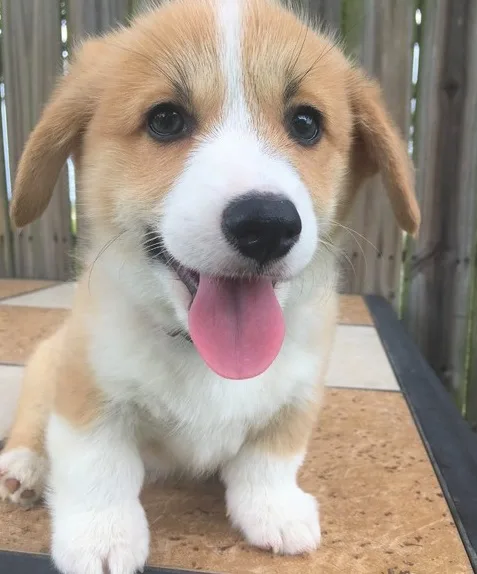 Corgi welsh puppies available