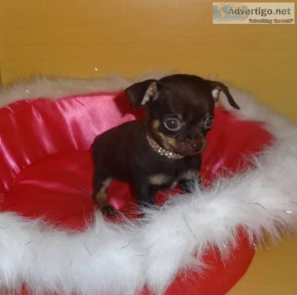Adorable tea cup chihauhau puppies for s