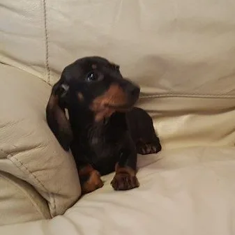 Dachshund puppies for sale