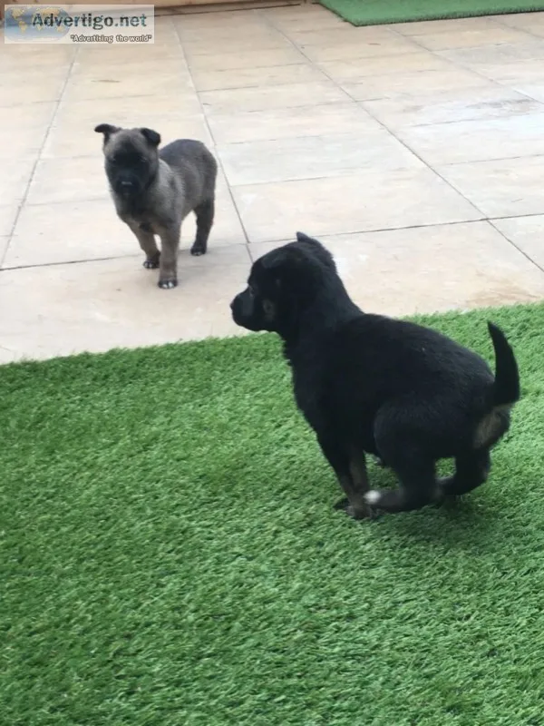 Quality german shepherd puppies