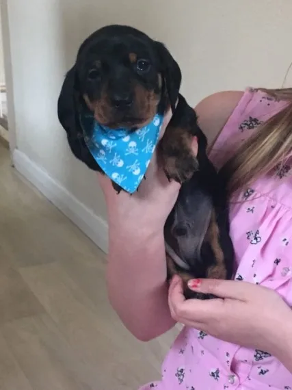 Pet