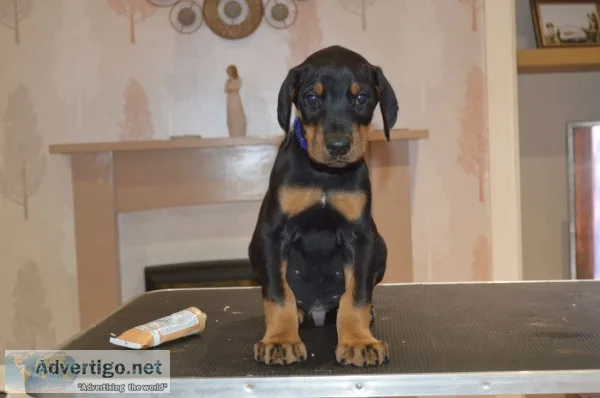 Doberman pinscher puppies
