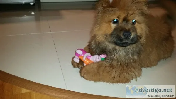 Pet