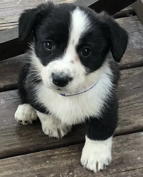 Corgi welsh puppies available