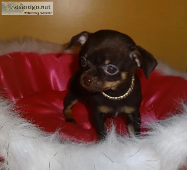 Adorable tea cup chihauhau puppies for s