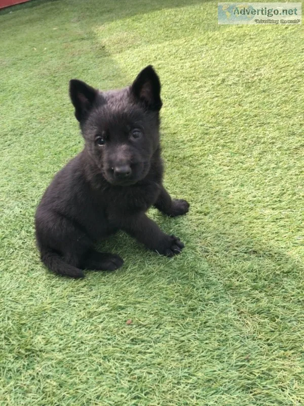 Quality german shepherd puppies
