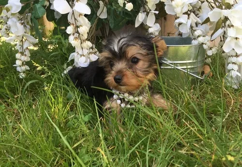 Quality tiny yorkie puppies (917) 737-66