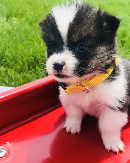Corgi welsh puppies available