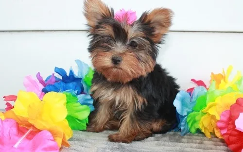 Quality registered yorkie puppies