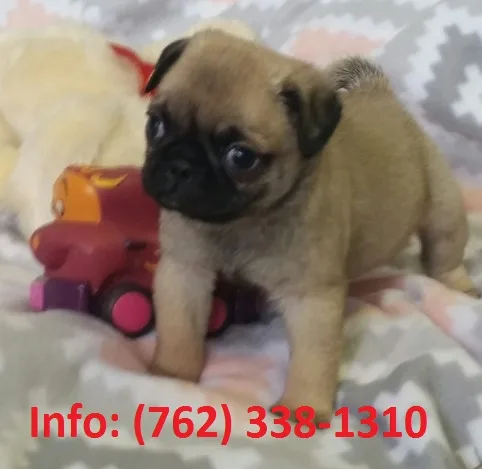 Xhkfp pug puppies for sale 