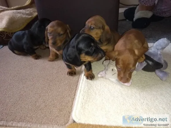 Dachshund puppies for sale