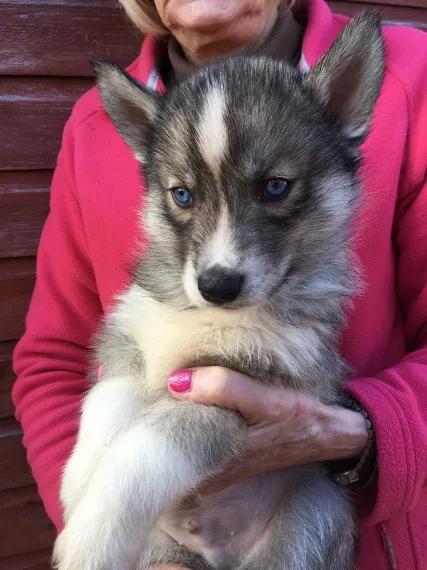 Pet