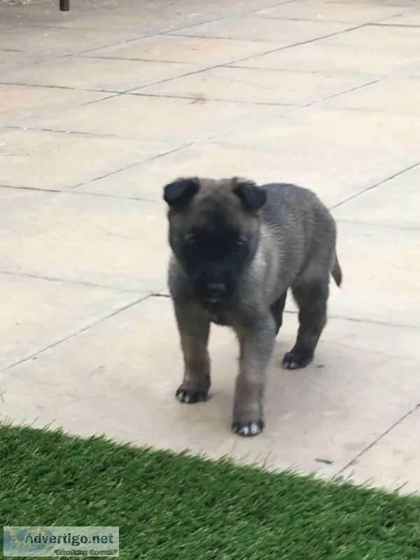 Quality german shepherd puppies
